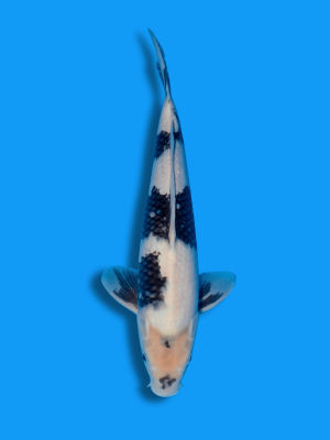 Shiro Utsuri | Koi&Co.